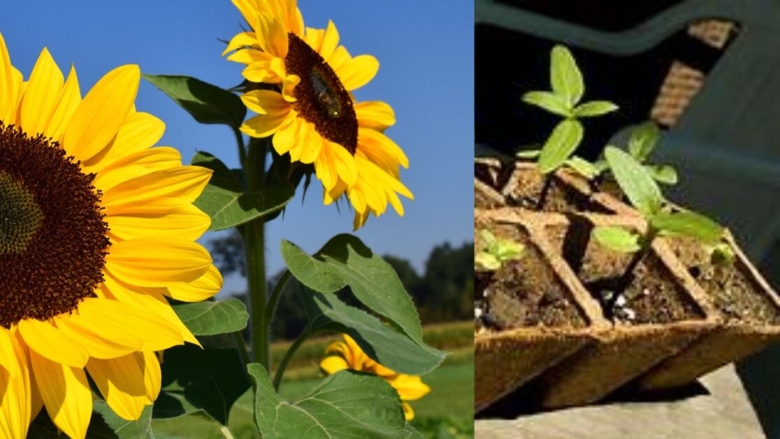 Como cultivar girassol dentro de casa passo a passo