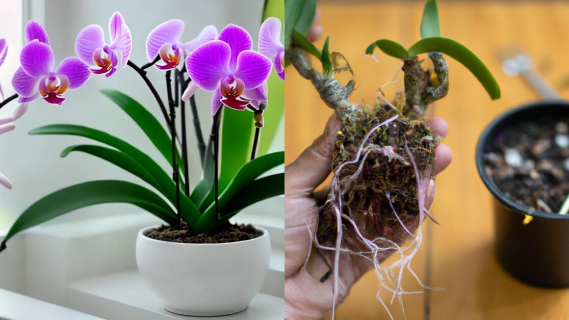 Como cultivar uma orquídea